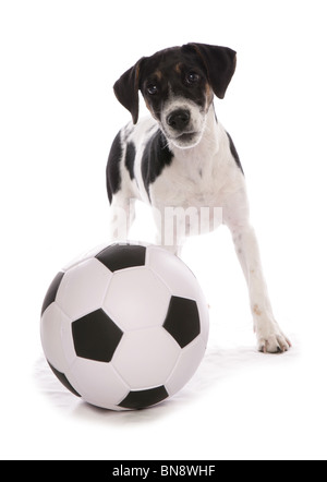 Jack Russell Terrier einzelne Welpe mit Fußball Studio, UK Stockfoto