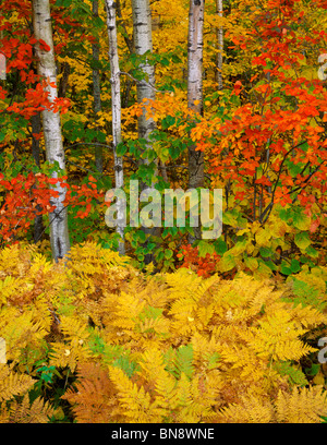 Apostle Islands National Lakeshore, WI Fall colored forest of birch, American hornbeam and bracken ferns Stockfoto