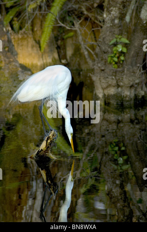 Silberreiher Stockfoto