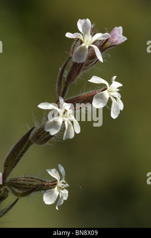 Kleine Blumen Leimkraut (Silene Gallica) Stockfoto