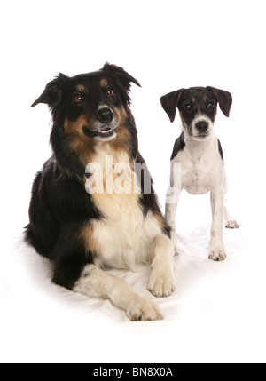 Zwei Hunde im Studio einzelne Erwachsene Border Collie und Welpen Jack Russell Terrier Studio, UK Stockfoto