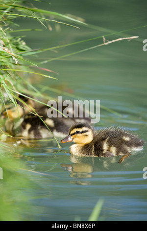 Stockente Anas Platyrhynchos einzelne Entlein auf Wasser Dorset, UK Stockfoto