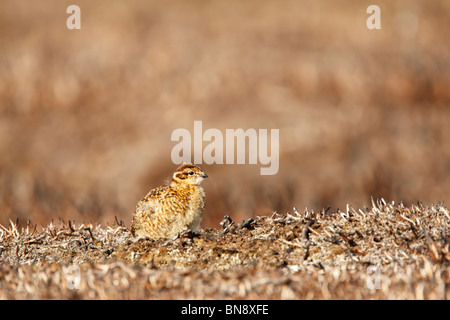 Moorschneehuhn (Lagopus Lagopus Scotticus) Küken auf Heidekraut Stoppeln Stockfoto