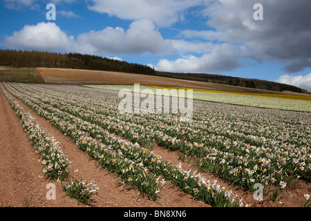 Bereich der Narzissen, Professor Einstein, Fettercairn, Schottland, UK Stockfoto