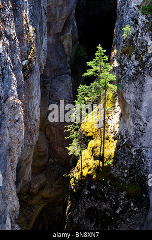 Bäume wachsen tief in den Maligne Canyon. Jasper Nationalpark, Alberta, Kanada. Stockfoto