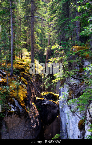 Sonnenlicht und Bäume am Maligne Canyon. Jasper Nationalpark, Alberta, Kanada. Stockfoto