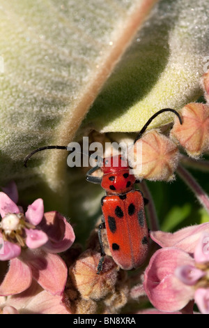 Rote Wolfsmilch Käfer Tetraopes Tetrophthalmus auf gemeinsamen Seidenpflanze Blumen Asclepias Syriaca Osten der Vereinigten Staaten Stockfoto