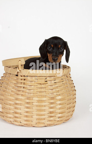 Stock Foto von einem entzückenden Black And Tan Dackel Welpen in einem Korb. Stockfoto