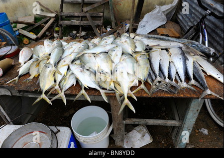 Fischmarkt in der Nähe von Caribbean Cruise Schiff in Belize City Belize Mittelamerika Stockfoto
