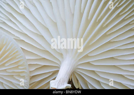Slimy Beech Caps oder Porzellan Pilz (Oudemansiella Mucida) Stockfoto