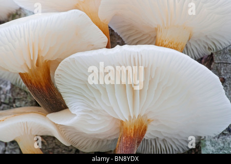 Winter-Pilz (Flammulina Velutipes) Stockfoto