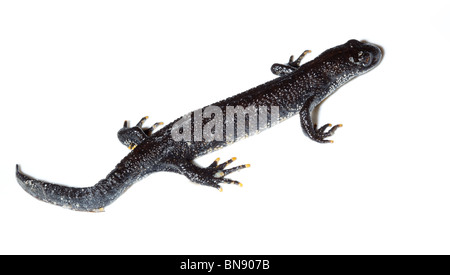 Triturus Cristatus, Great Crested Newt im Studio vor einem weißen Hintergrund. Stockfoto