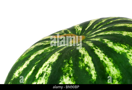 Wassermelone isoliert auf weißem Hintergrund Stockfoto