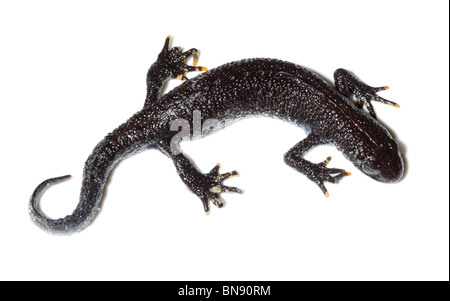 Triturus Cristatus, Great Crested Newt im Studio vor einem weißen Hintergrund. Stockfoto