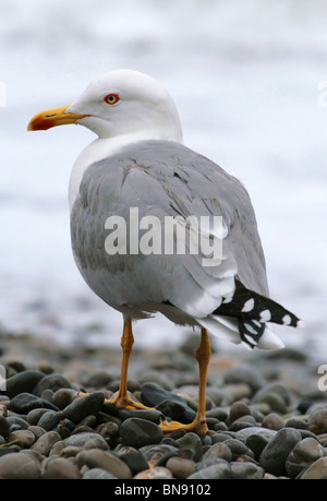 Möwe auf den Steinen am Meer Stockfoto