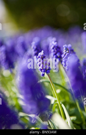 Traubenhyazinthen im Frühjahr Stockfoto