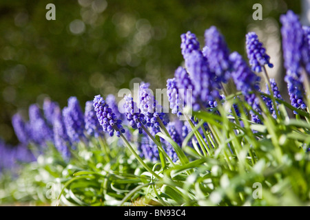 Traubenhyazinthen im Frühjahr Stockfoto