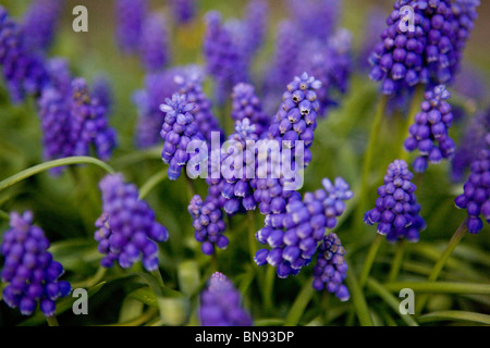 Traubenhyazinthen im Frühjahr Stockfoto