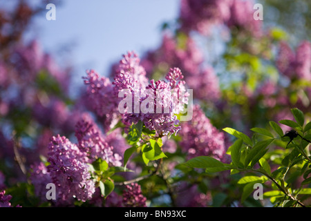 Lila Blüte im Frühjahr Stockfoto