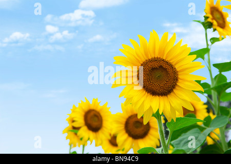 Feld mit Sonnenblumen unter blauem Himmel ganz nah Stockfoto