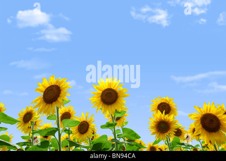 Feld mit Sonnenblumen unter blauem Himmel ganz nah Stockfoto