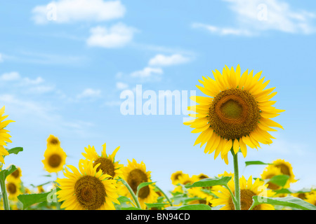 Feld mit Sonnenblumen unter blauem Himmel ganz nah Stockfoto