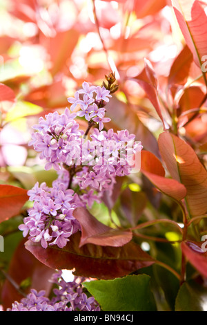 Lila Blüte im Frühjahr Stockfoto