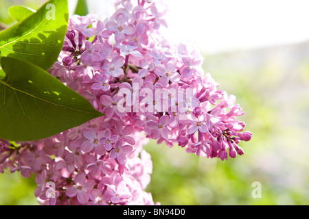 Lila Blüte im Frühjahr Stockfoto