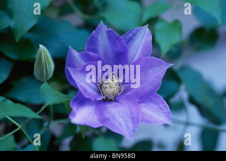 Eine einzelne purple Clematis Blumen- und Bud Stockfoto