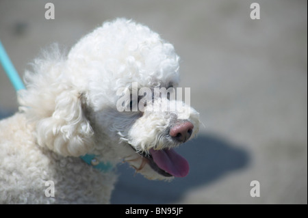 Pudel auf den Strand Stockfoto