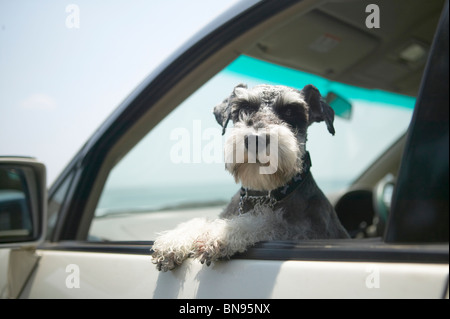 Schnauzer Blick aus dem Fenster Stockfoto