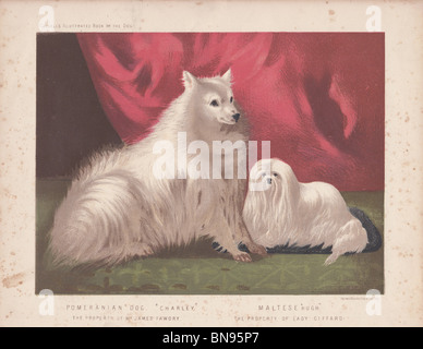 Pommersche "Charley" und "Hugh" Malteser Stockfoto