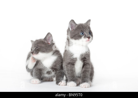 zwei blaue Augen graue Kätzchen, isoliert auf weiss Stockfoto