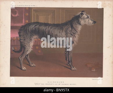 Deerhound "Spey" Stockfoto