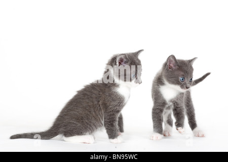 zwei blaue Augen graue Kätzchen, isoliert auf weiss Stockfoto