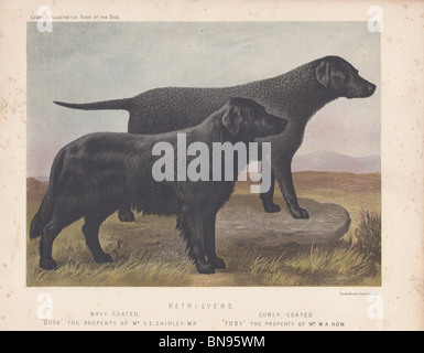 Schwarze Retriever "Dämmerung" und "Toby" Stockfoto