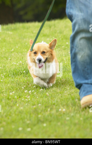 Corgi Hund der an der Leine in einem Park Stockfoto