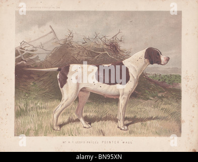 Zeiger "Wagg" Stockfoto