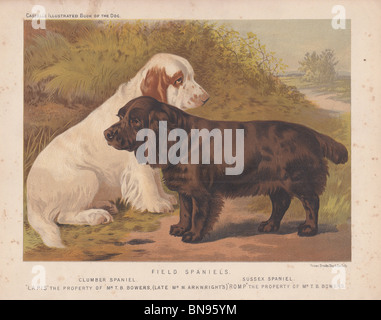 Field Spaniel "Lapis" und "Toben" Stockfoto