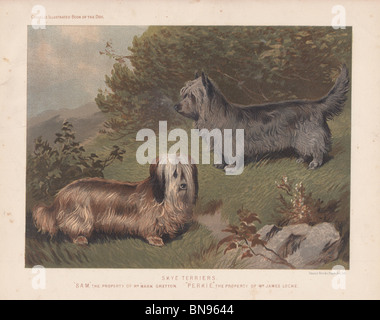 Skye Terrier "Sam" und "Perkie" Stockfoto