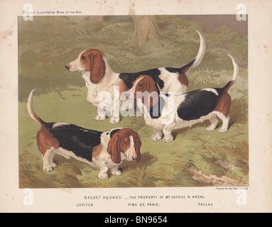 Basset hounds Stockfoto