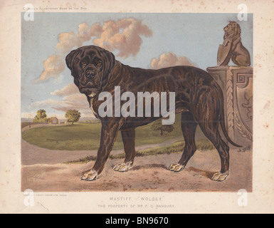 Dogge "Wolsey" Stockfoto