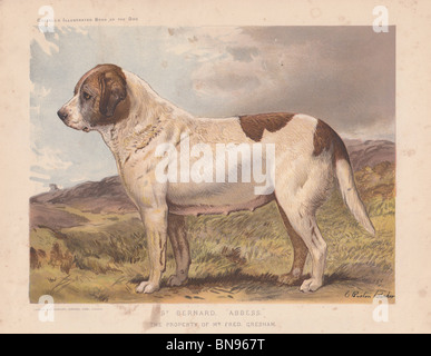 St. Bernard 'Äbtissin' Stockfoto
