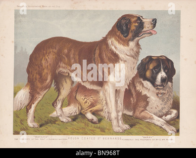 Rau-beschichtete Bernhardiner Stockfoto