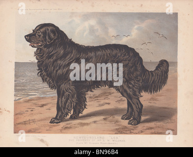 Neufundland 'Leo' Stockfoto