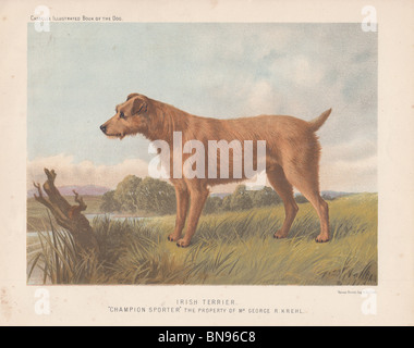 Irish Terrier "Champion Sporter" Stockfoto