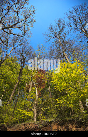 Gemischte Laubwald zeigt neue Blattwachstum im Frühsommer mit blauem Himmel Stockfoto