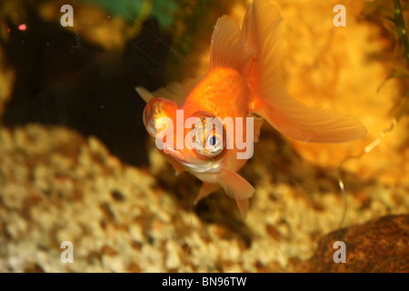 Kleine orange Fische in das Goldfischglas Stockfoto