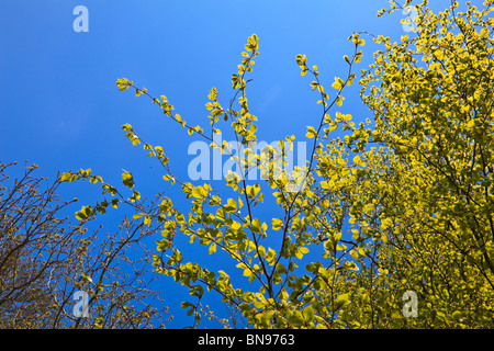 Hell gelb grün Hazel Blätter mit Insekten Summen um und auf ihnen vor blauem Himmel Stockfoto