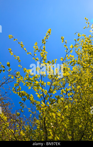 Hell gelb grün Hazel Blätter mit Insekten Summen um und auf ihnen vor blauem Himmel Stockfoto